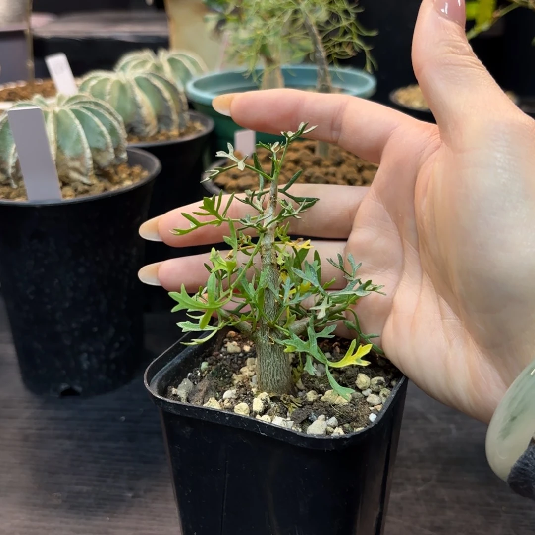 鹿角橄榄带盆土。