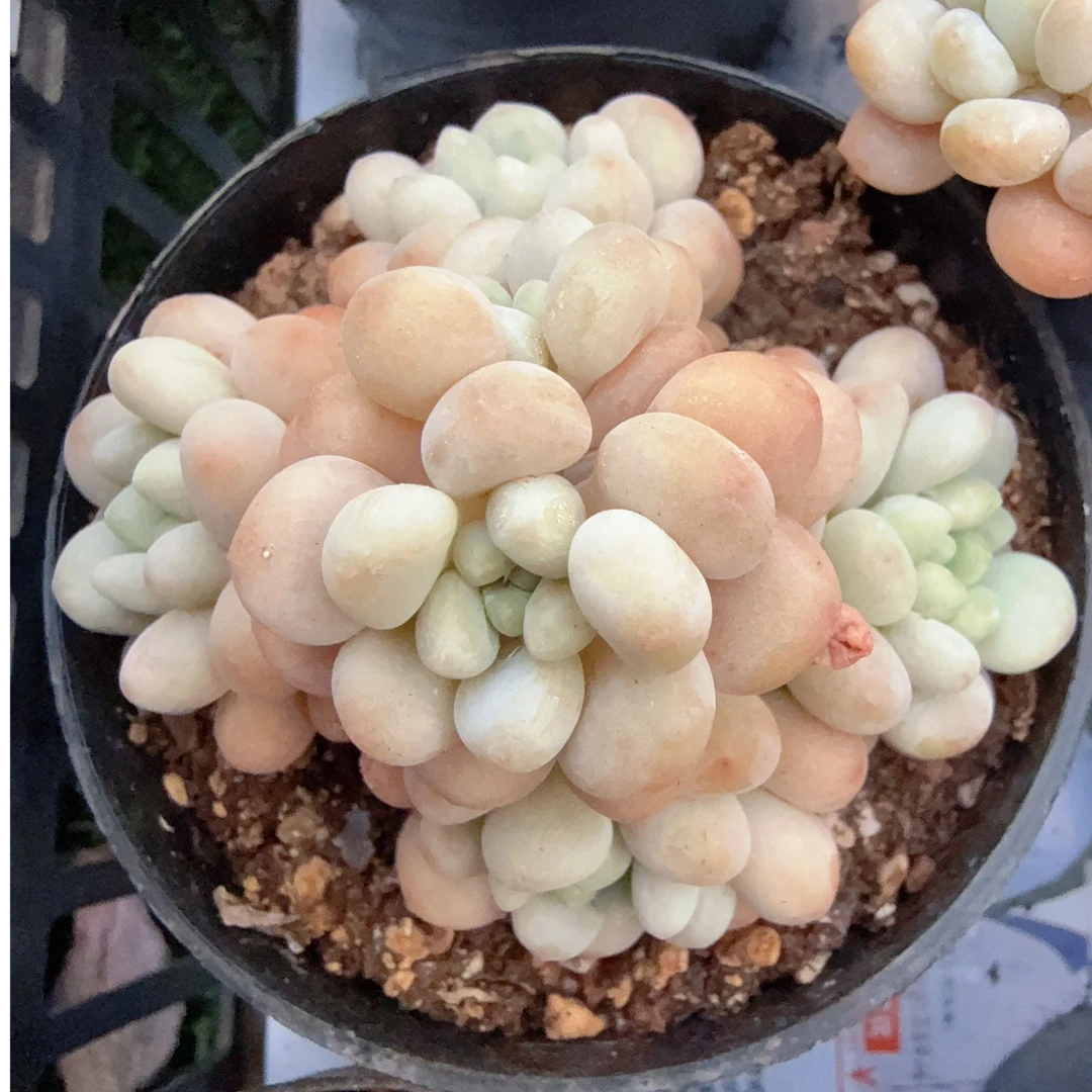 80#小鱼子酱（4-6cm）脱土