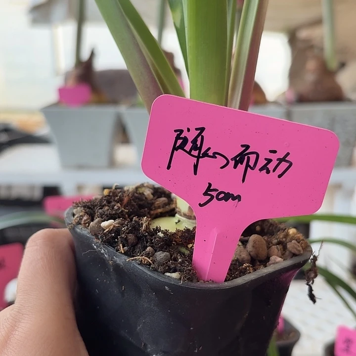 无花朵随心而动朱顶红直径5