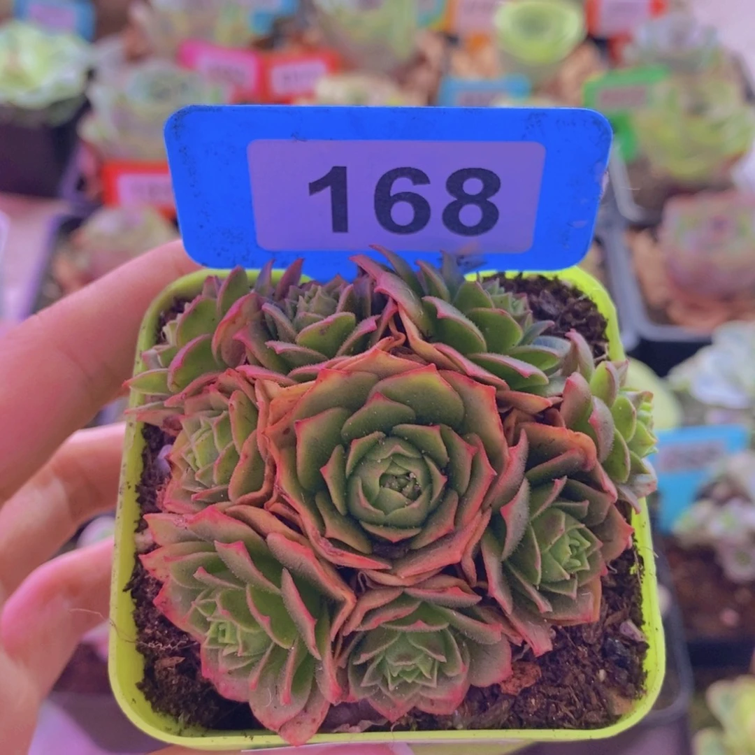 魅影x倾城x各种168