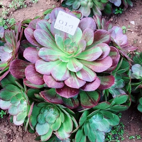 3.7-14花月夜多肉植物