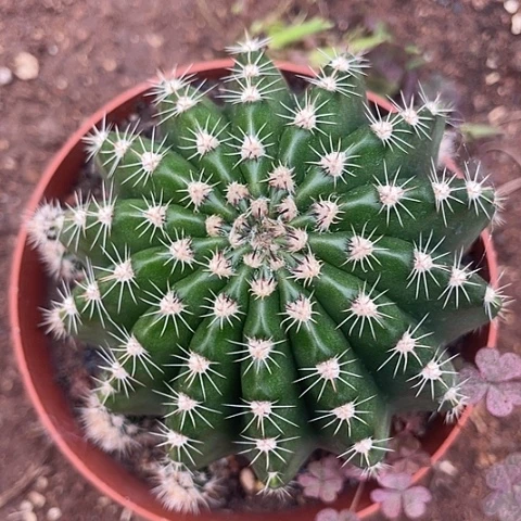 实生白刺彩草带盆土