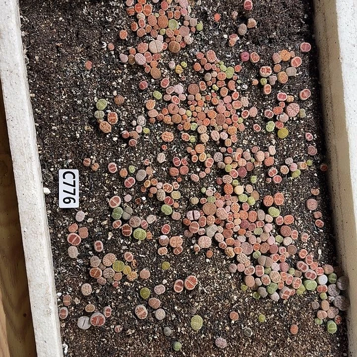 生776石花整框脱土发货不售后