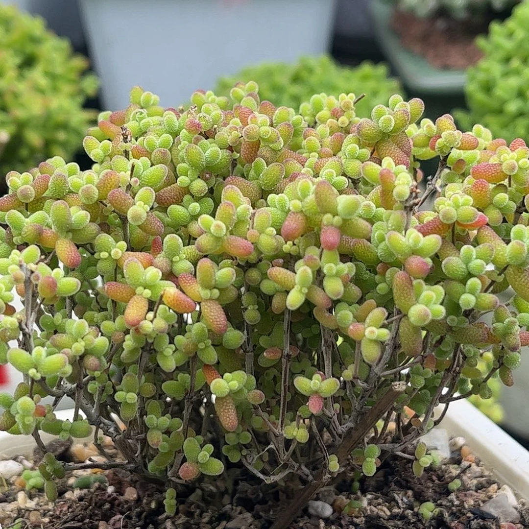 昕宝蜜桔枝干番杏优选