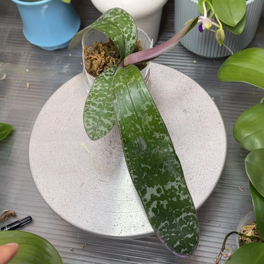 当前无花栽培后可以开花2.5西交黄史