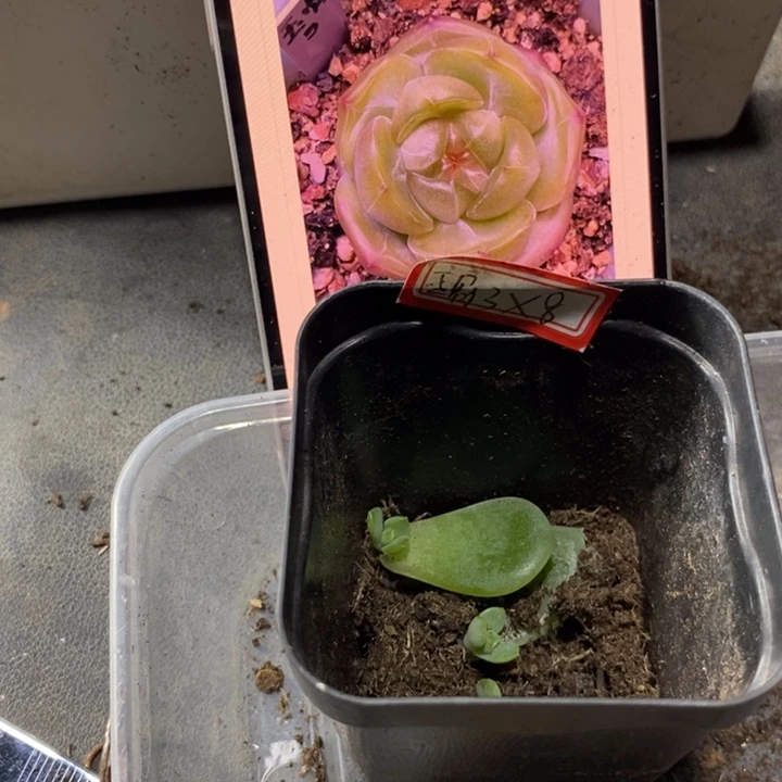 穴盘玉骨珍妮芽苗一个