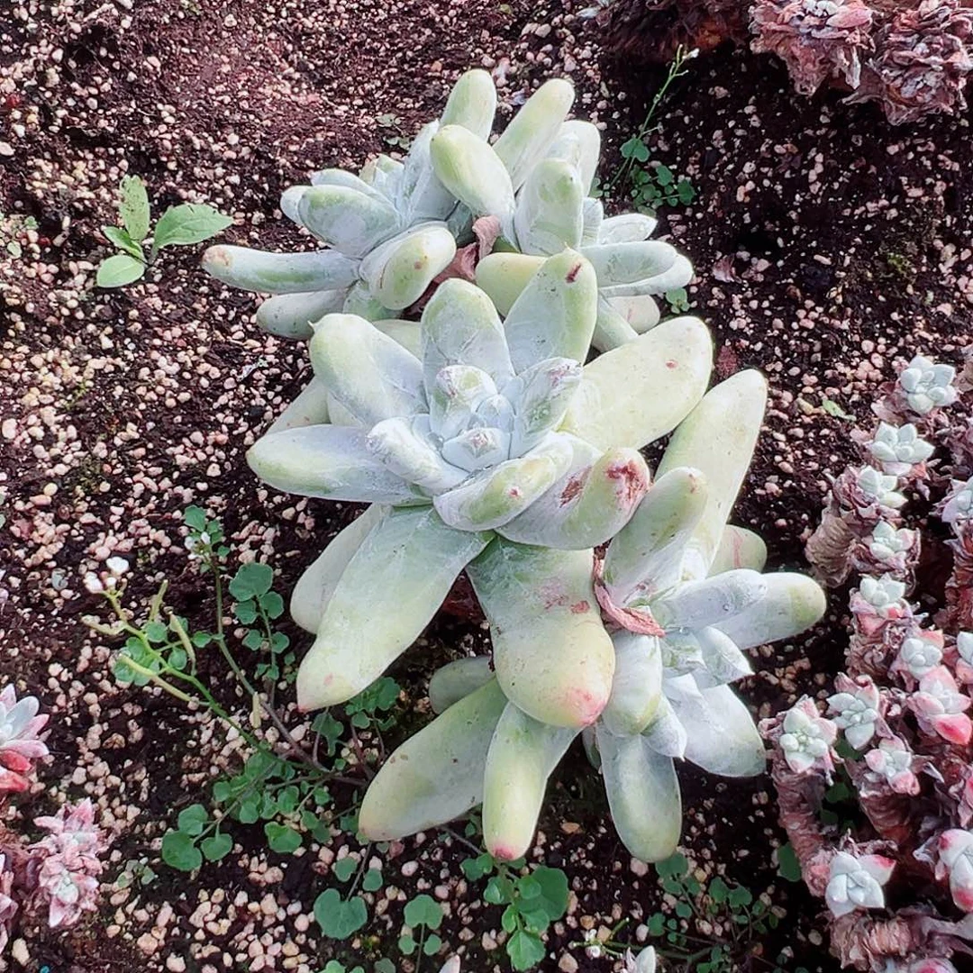 8966拇指仙女杯多肉