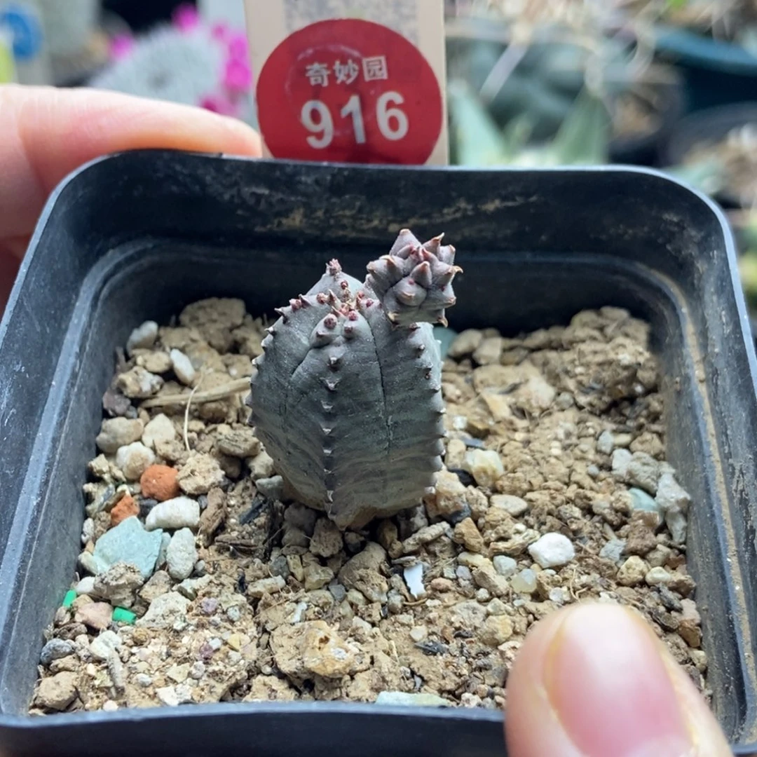 带崽布纹球杂交一棵仙人球