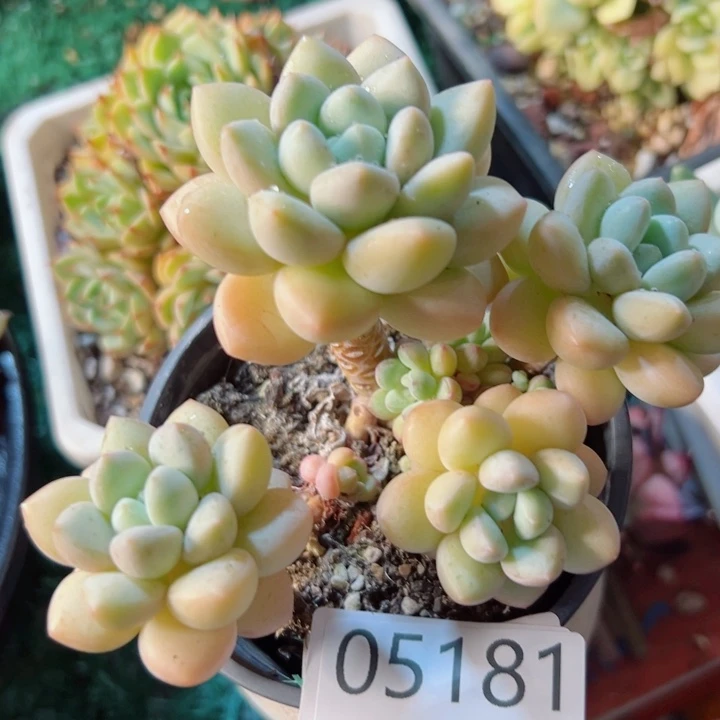 幸运的是我还没遇到你的