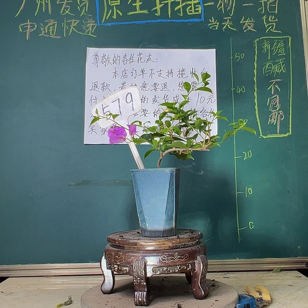 当前无花栽培后可以开花雪紫 方盆 579