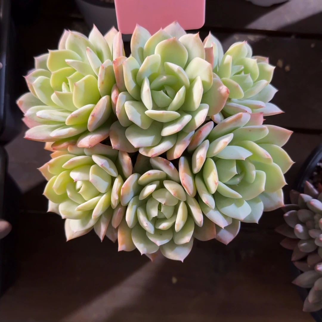 恋曲1111111111111111