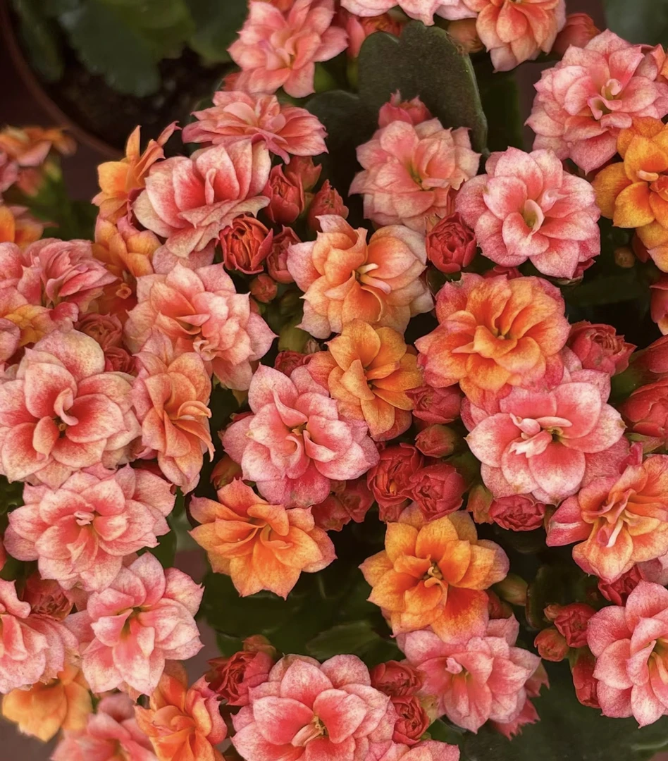 （烟花）130盆一代种苗长寿   稀有复色品种 产地直发