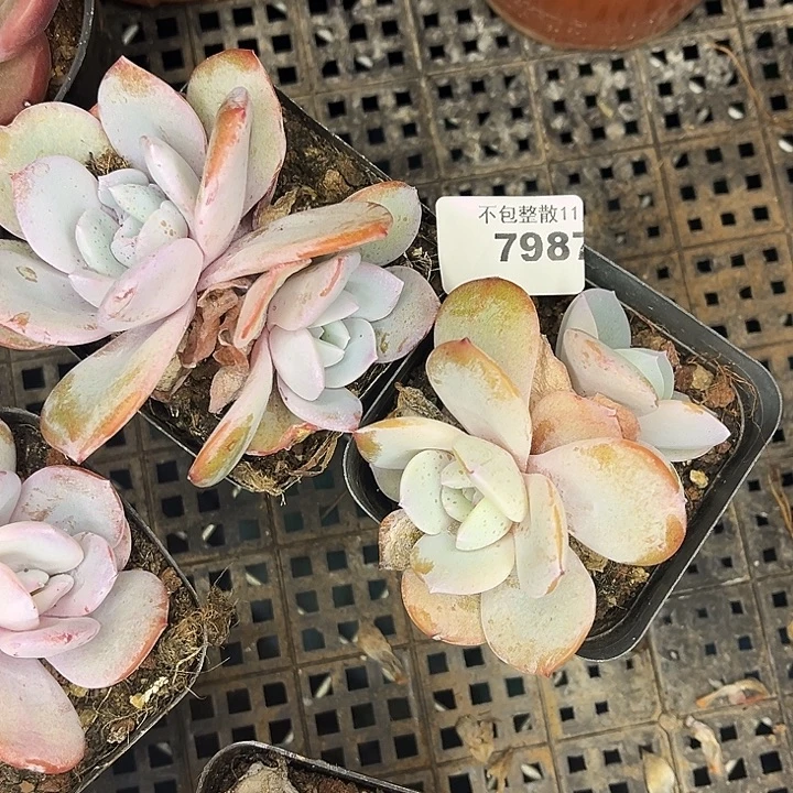 阿雅园艺。         7987
