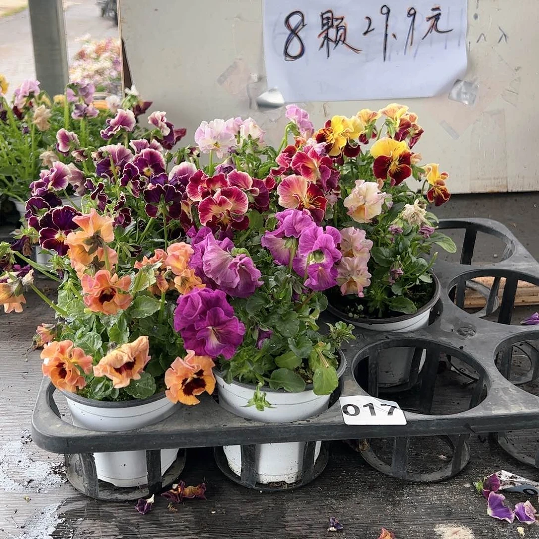 【闪购商品】017号