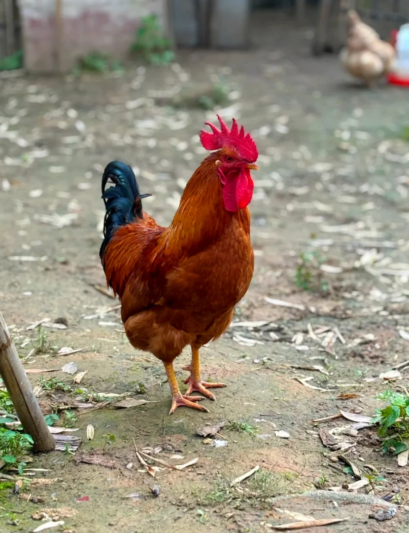 苏北散养小公鸡 家乡味