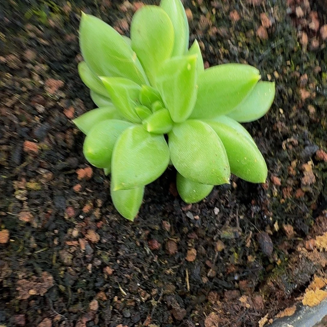 千手叶插 一物一拍