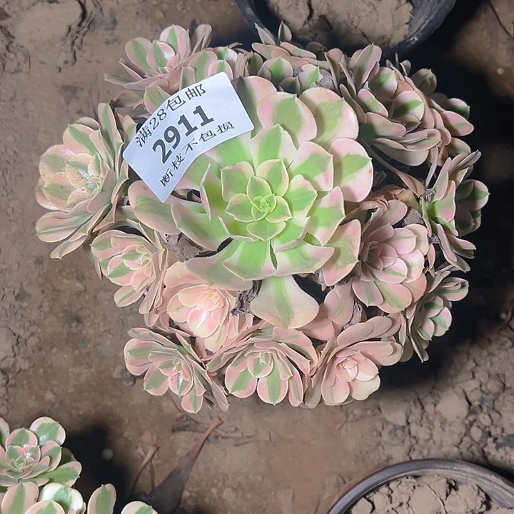 2911粉女巫多肉植物