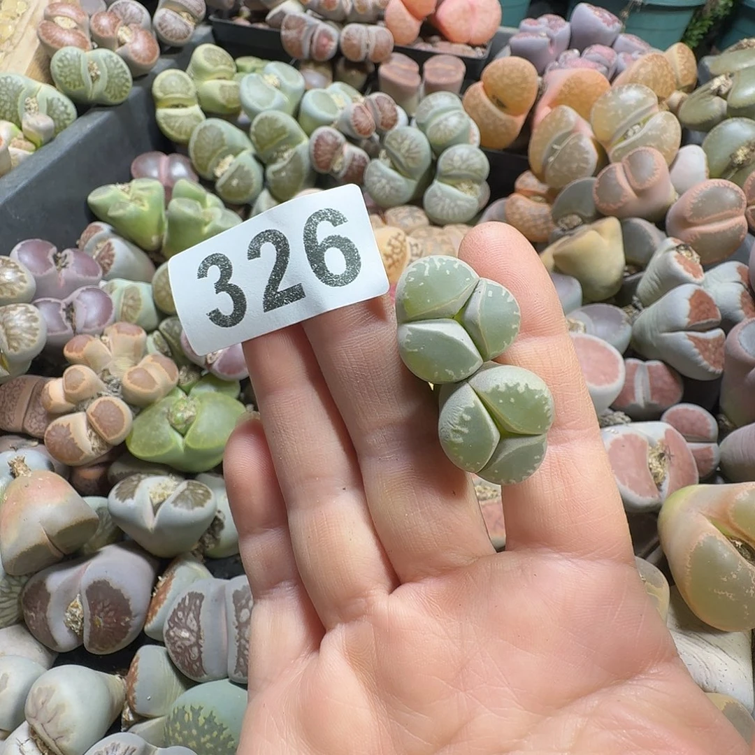 如****生石花一物一拍2颗326