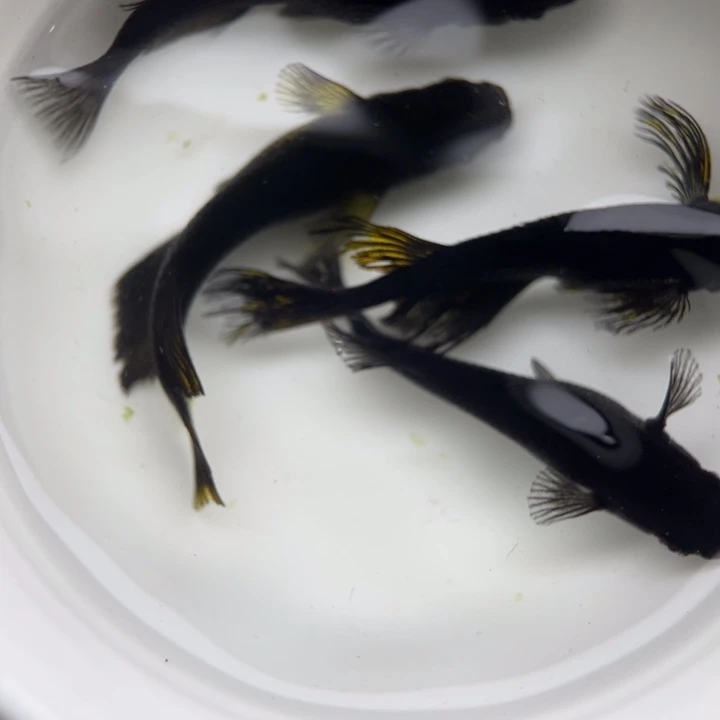 海水鱼宽鳍大蛇25号