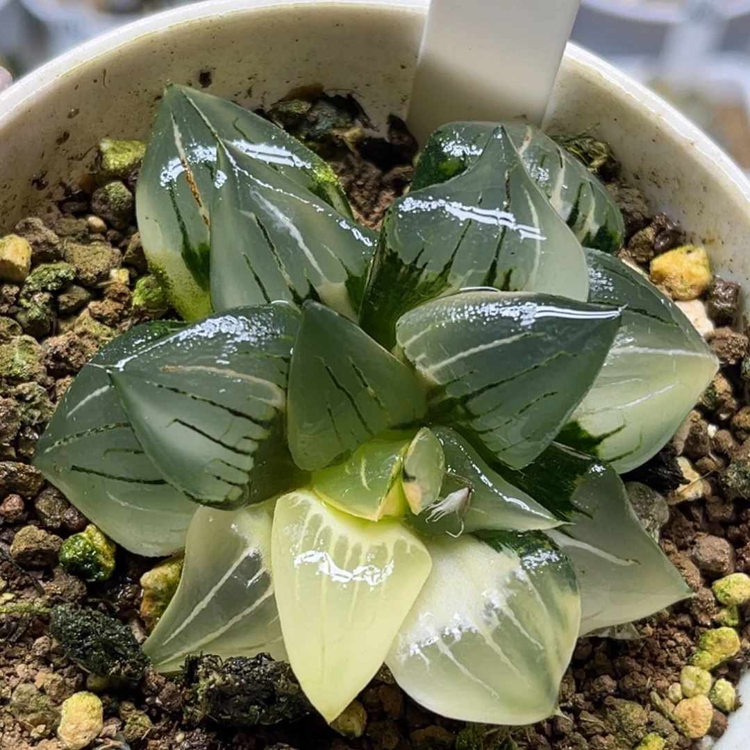 61红纹寿锦福利专场