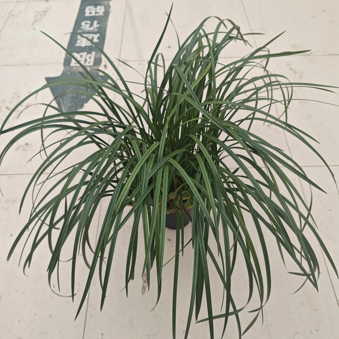 咖啡兰豆兰装饰植物