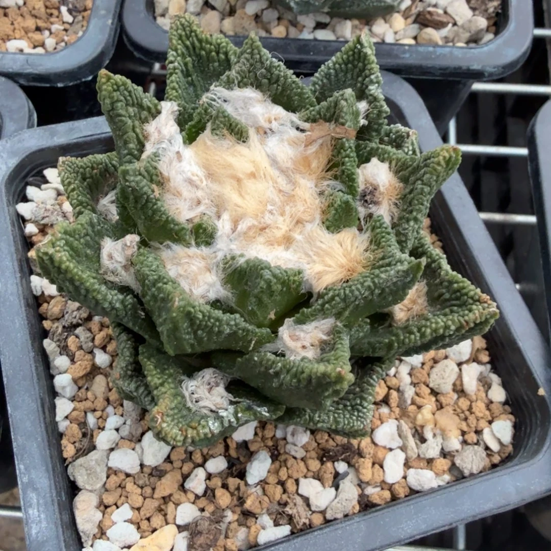 尐***蛋仙人球开花一个福利品有跟