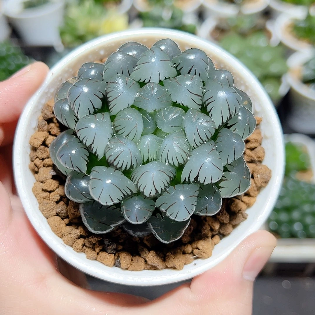 万象盆母本冰灯玉露