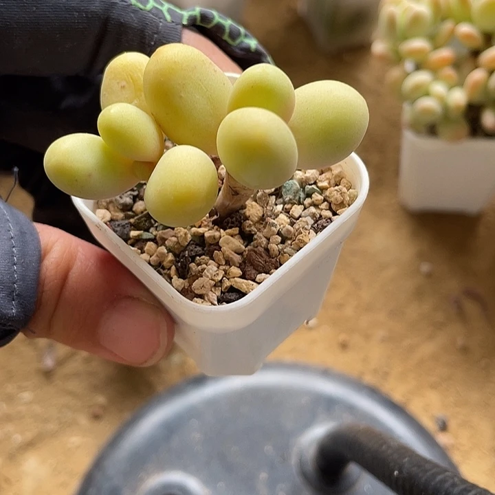 春天奶酪一物一拍