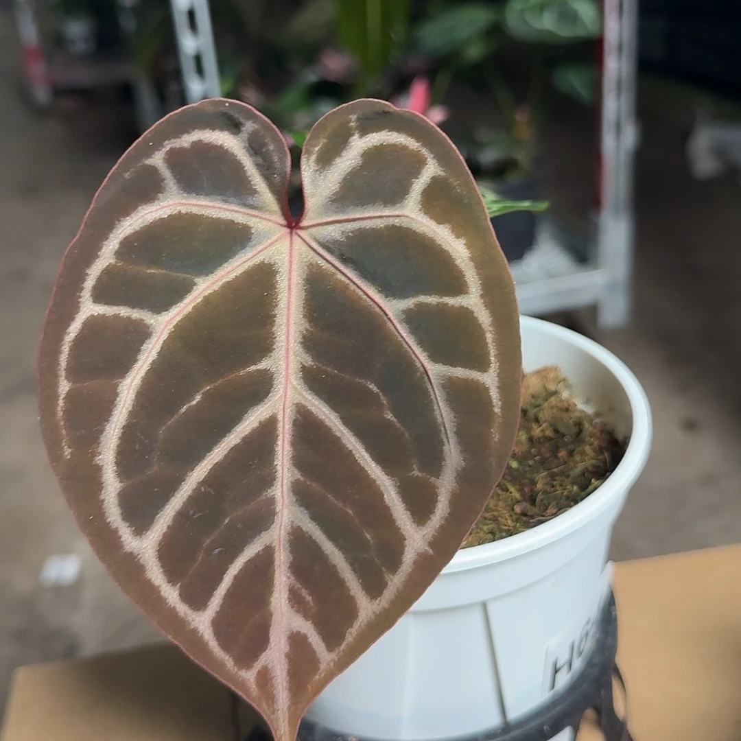 完全开放H64红水晶杂