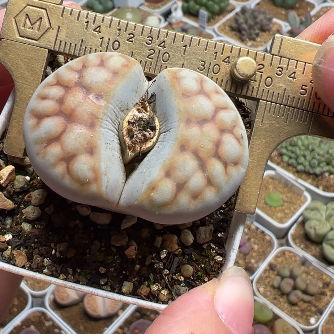 多肉植物百科4厘米