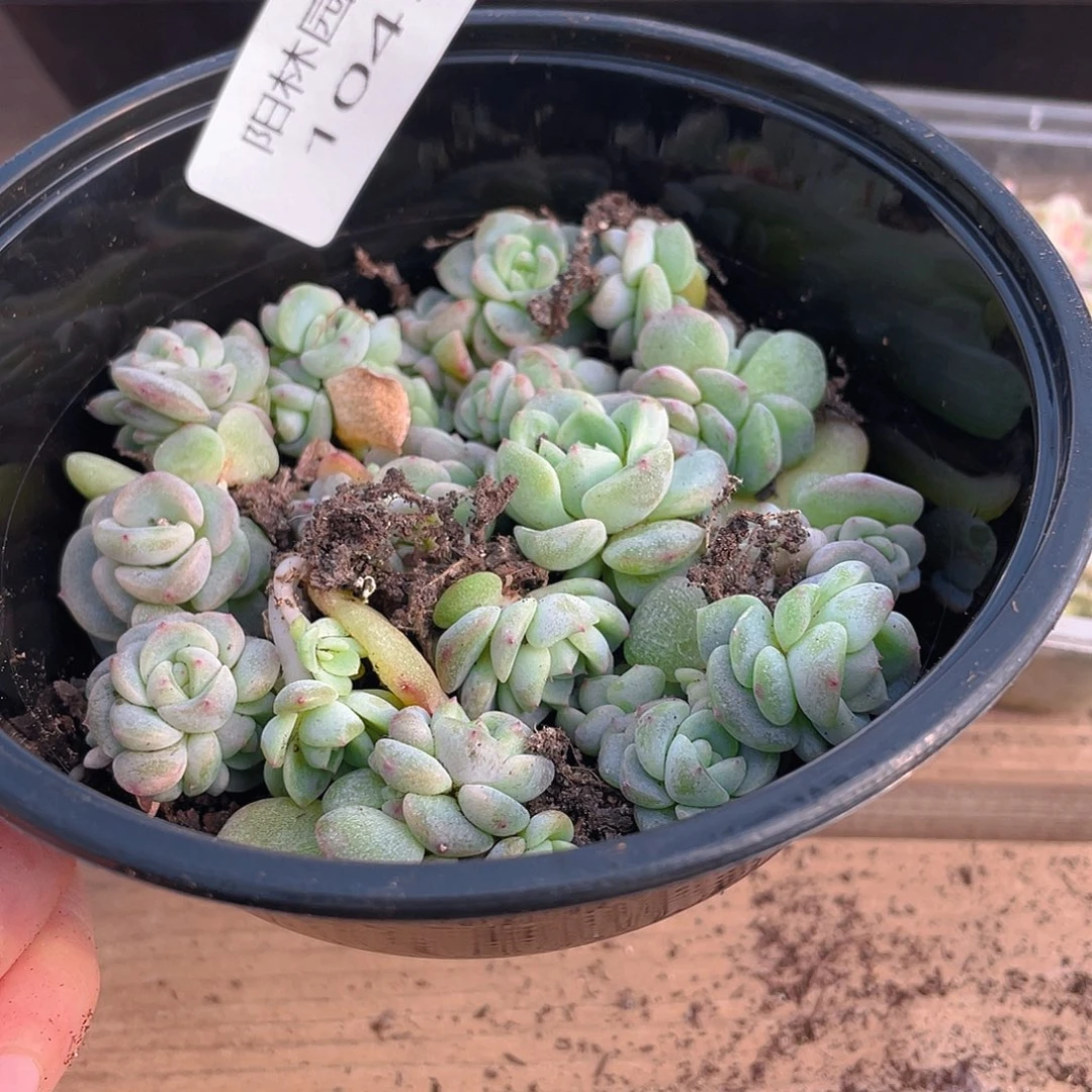 多肉植物多肉植物1047