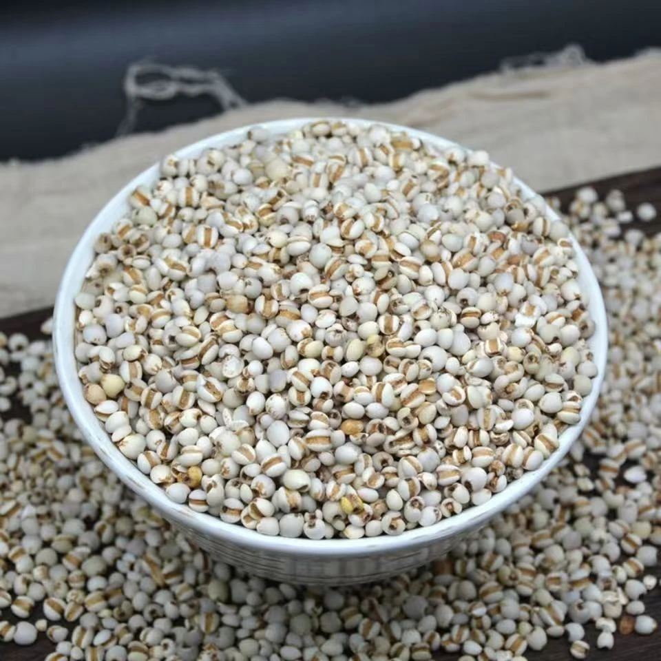 霍哥滋补 【小粒薏米】