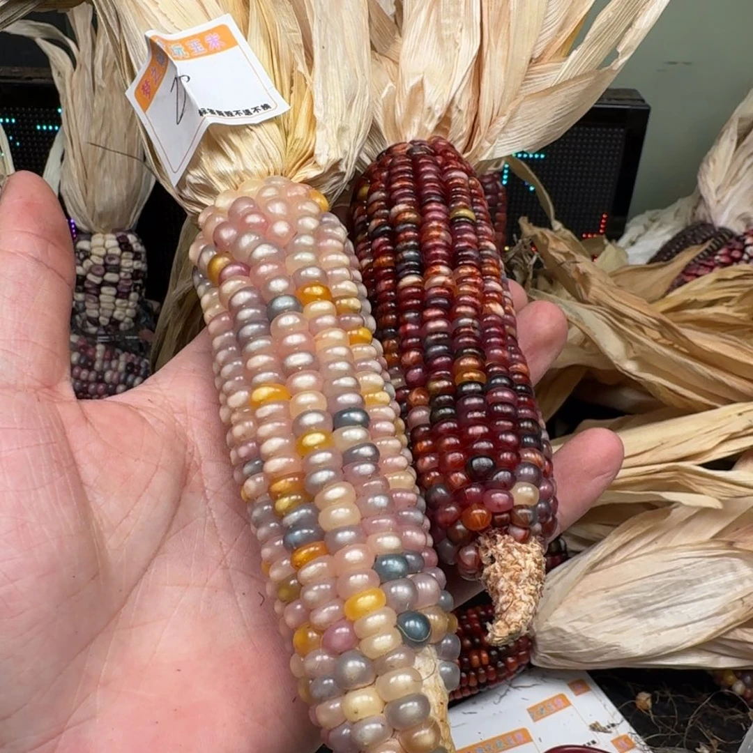 柏香籽/百香籽吊坠琴