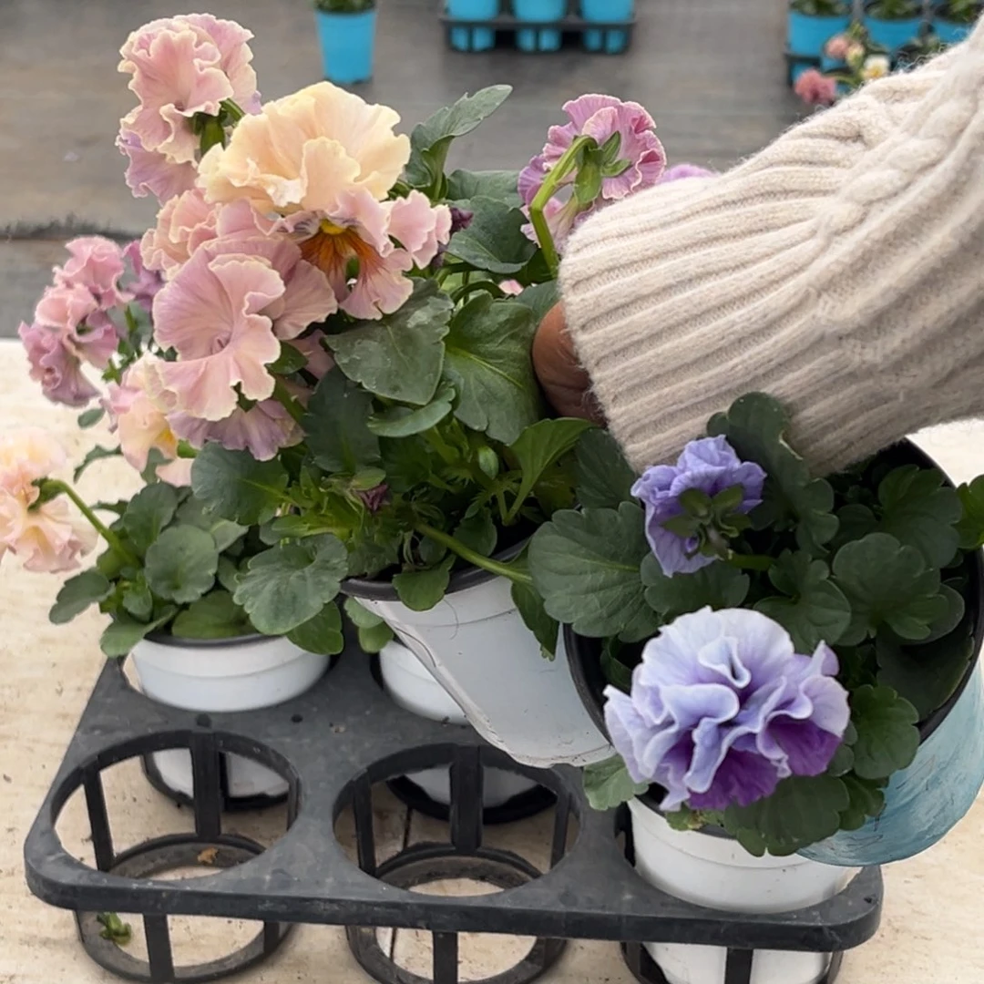 完全开放6997两盆