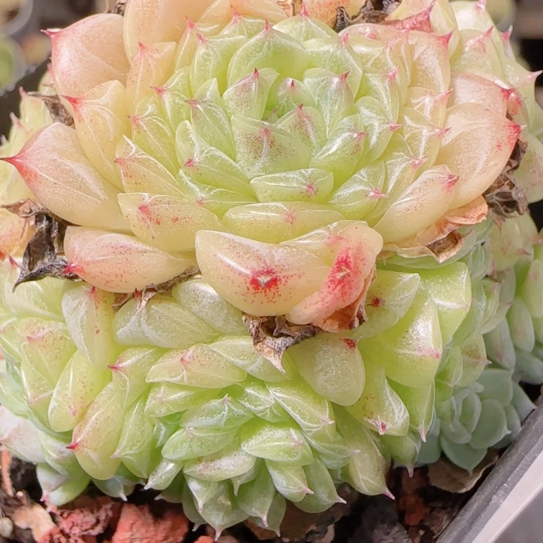 花语逸镜1027-368散