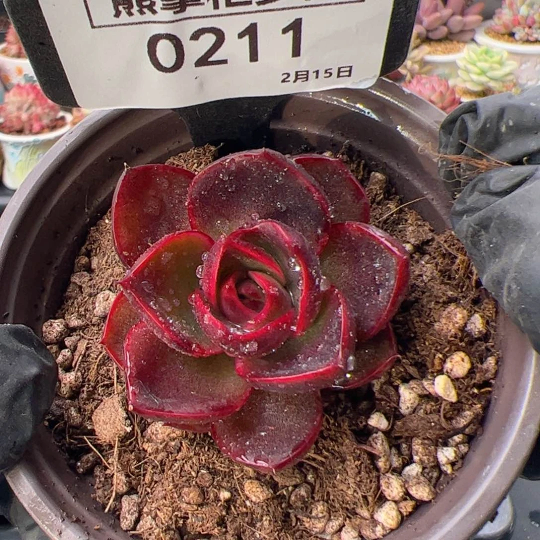 榴****211-红灯一颗