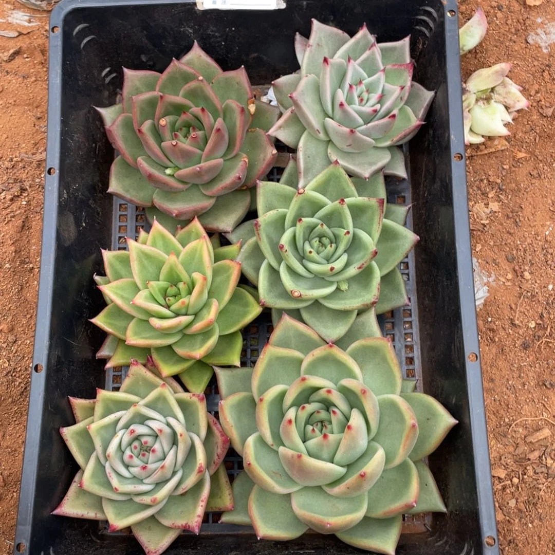 无花朵若如东云组拍E085