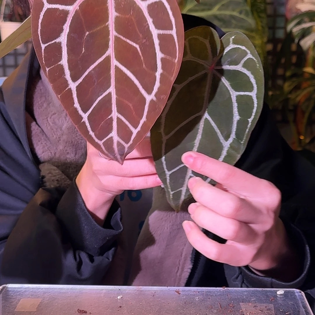 不开花植物G832红水晶F3