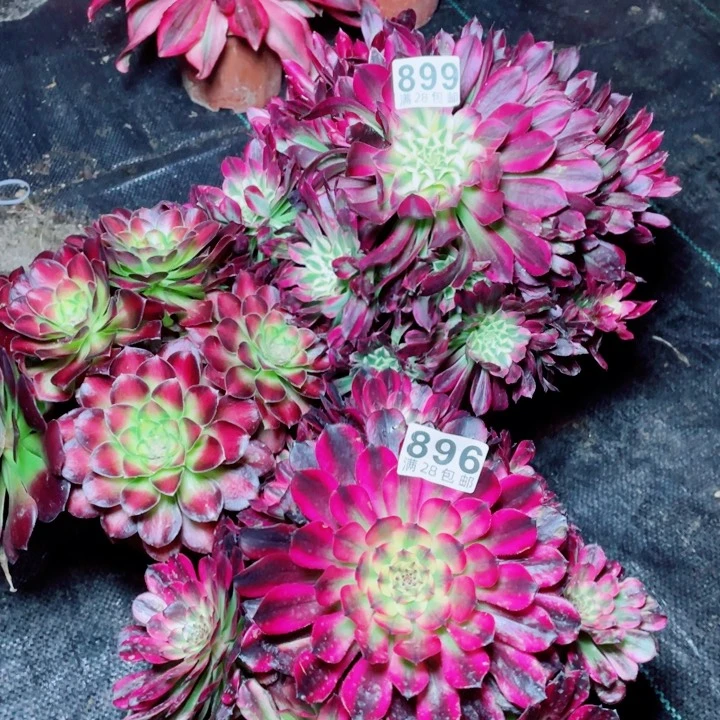 多肉植物组合899/896