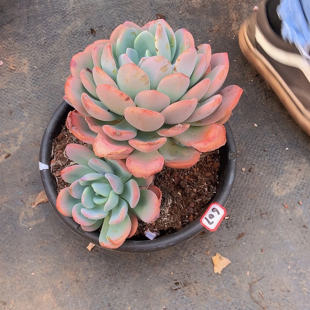 九号一物一拍多肉607香橙