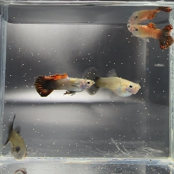 孔雀鱼马晶塔2对精品