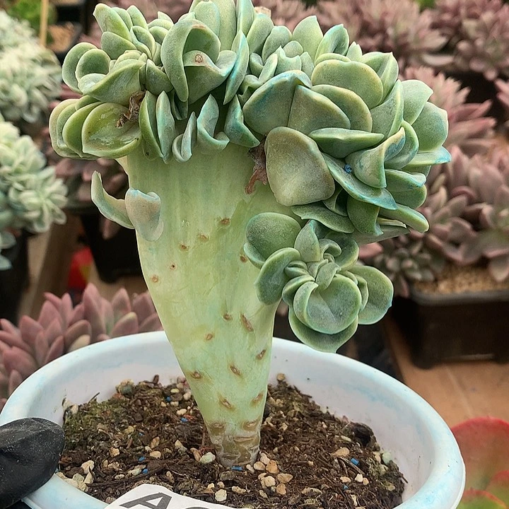 璐璐多肉一物一拍