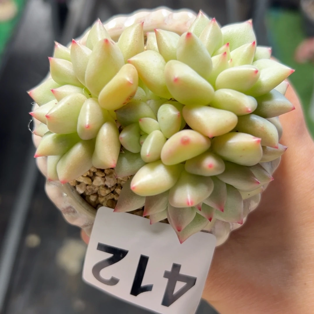 沫****412 多肉植物组合盆栽