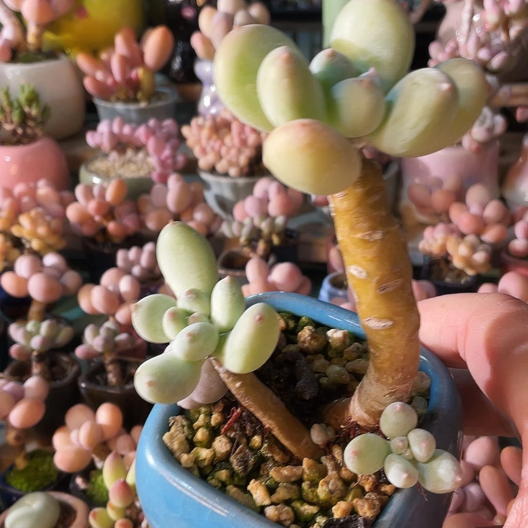 …***…多肉植物的生长发育和生长发育等