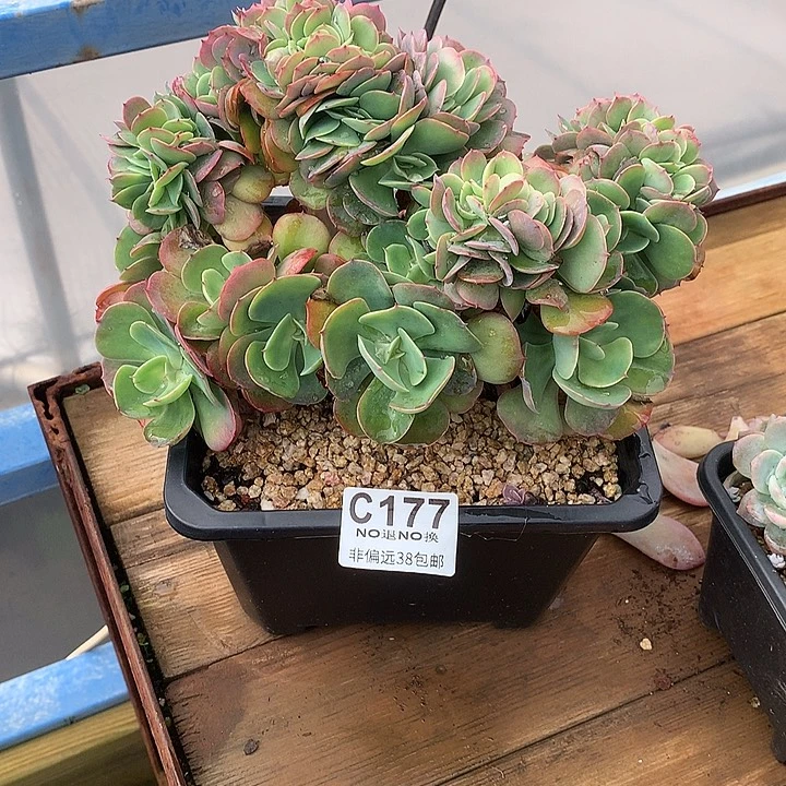 莫妮卡缀化 177 需延迟发货