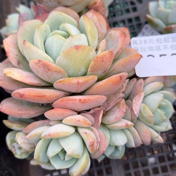 幸运的是我没有遇到过这么可爱幸运