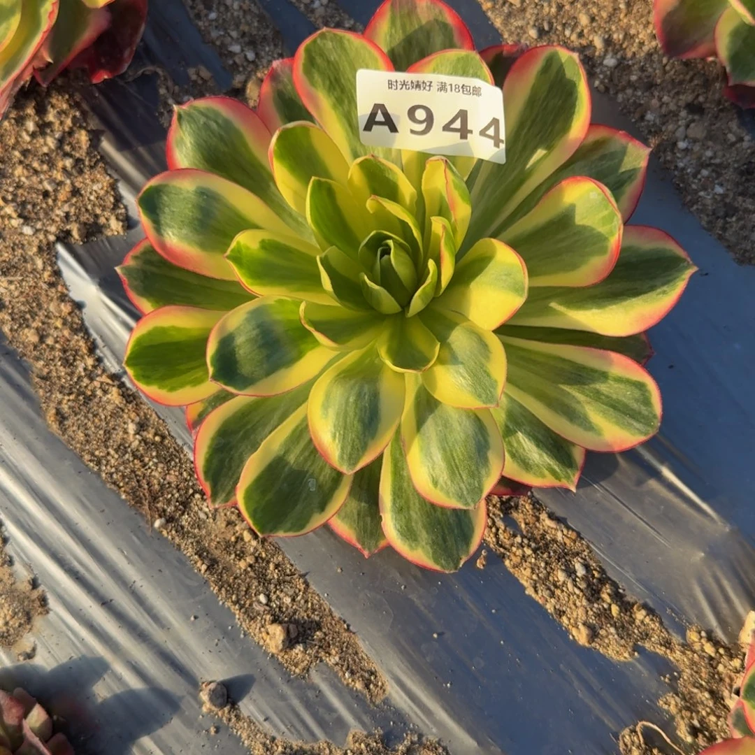 944如意。多肉植物