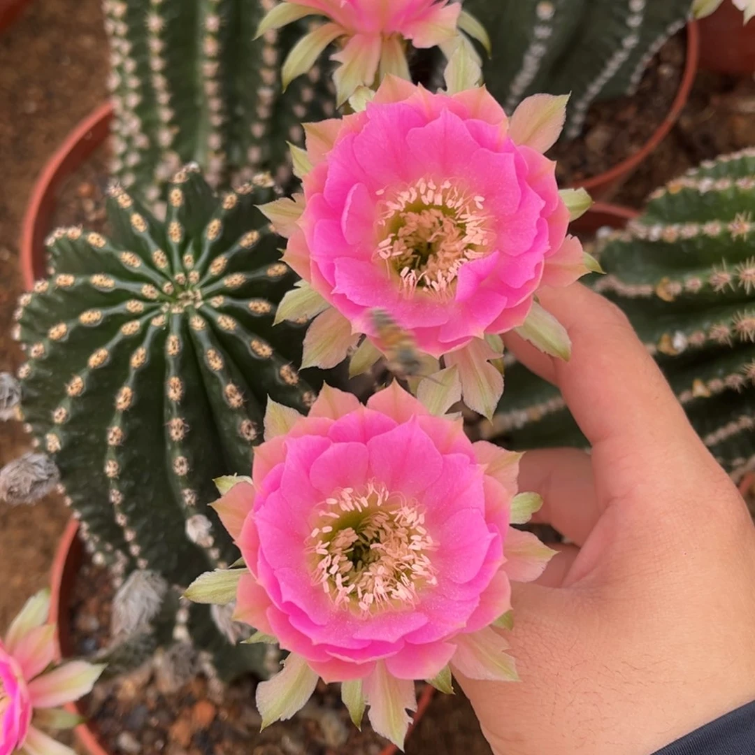 倾***。实生黑金刚仙人球1