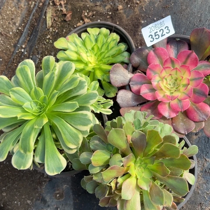 多肉植物3523种植物