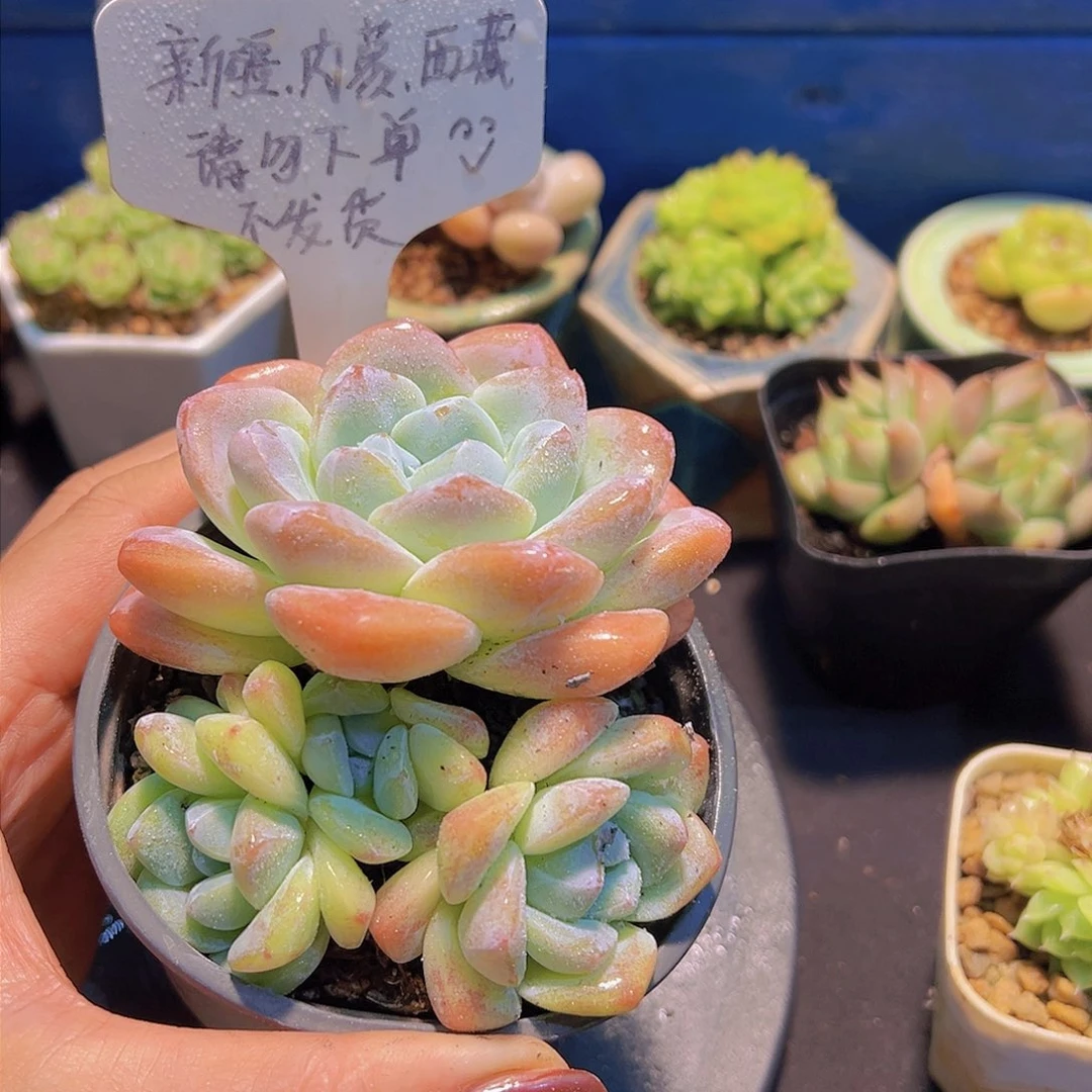 奶油冰玉，多肉植物
